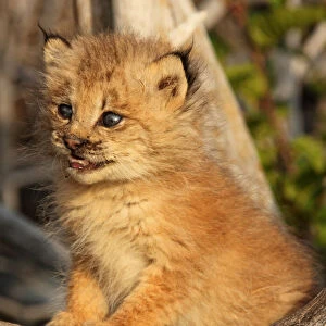 Canadian Lynx Kitten, Alaska