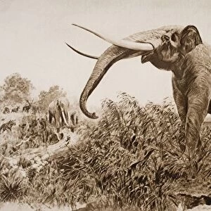 The Chatham Elephant. From Fossil Remains 400, 000 Years Old Discovered In 1913 Near Chatham From A Reconstruction Drawing By A. Forrestier, From The Book The Outline Of History By H. G. Wells Volume 1, Published 1920
