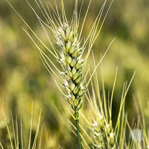 Close Up Of A Ripening Wheat Head In A Field; Acme, Alberta, Canada