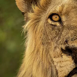 Close-up of half of male lion head