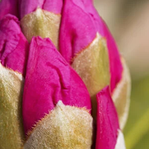 Closeup Of Rhododendron Flower Bud, Kodiak, Alaska, Spring