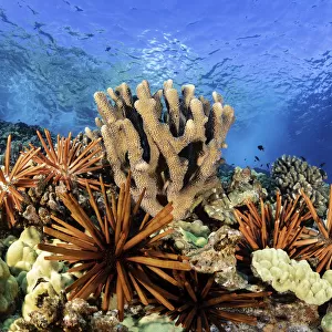 Diver, urchins and hard coral, Hawaii, USA