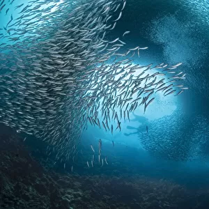 Divers and massive school of sardines in the waters off of Moalboal in Cebu, Philippines