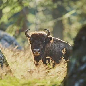 European bison, Bavarian Forest National Park, Bavaria, Germany