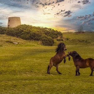 Exmoor ponies playing in a field at the Cleadon Hills Windmill, Tyne and Wear, England, UK