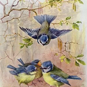 A Family Of Blue Tits. After A Watercolour By Marie Nestler-Laux From Die Gartenlaube, Published 1905