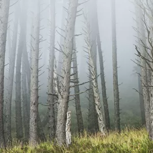Fog Softens The Forest At Ecola State Park; Cannon Beach, Oregon, United States Of America