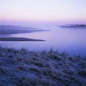 Frost Coats The Beach Grass On The Salt Marsh; Florence, Oregon, United States Of America