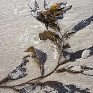 Giant Kelp (Macrocystis Pyrifera) Washes Up On The Beach; Cannon Beach, Oregon, United States Of America
