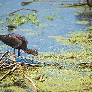 A Glossy Ibis (Plegadis Falcinellus) Searches For Prey In A Marsh; Vian, Oklahoma, United States Of America