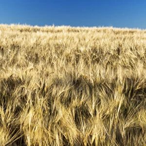 Golden Barley Field With Blue Sky; Alberta, Canada