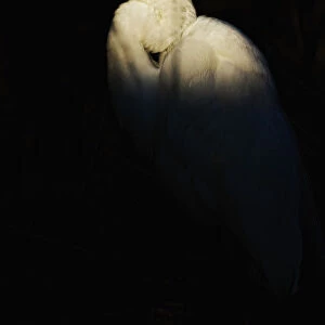 Great Egret, Everglades National Park, Florida