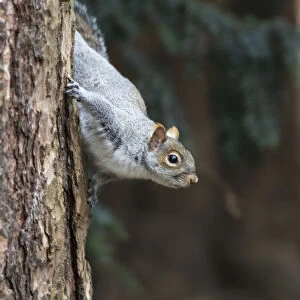 A grey squirrel making its way down a tree trunk; Middlesborough teeside england