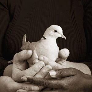Many Hands Holding A Dove