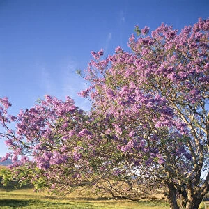 Hawaii, Maui, Upcountry With Jacaranda Tree, Blue Skies, And Fence