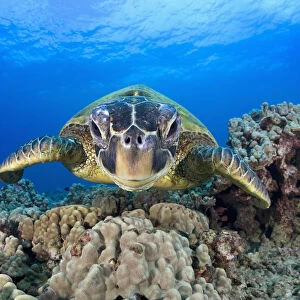 Hawaii, Maui, A wide angle of a green sea turtle (Chelonia mydas) viewed straight on