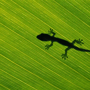 Hawaii, Silhouette Of Gecko Through Leaf Of Banana Plant