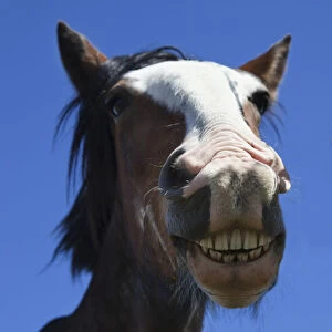 A Horse Smiling And Showing Its Teeth; Northumberland, England