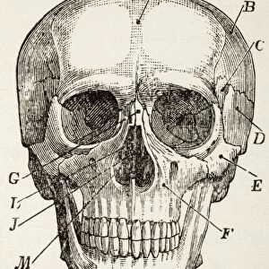 The Human Skull. From The Household Physician, Published Circa 1890
