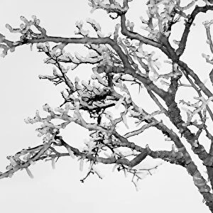 Ice-covered tree