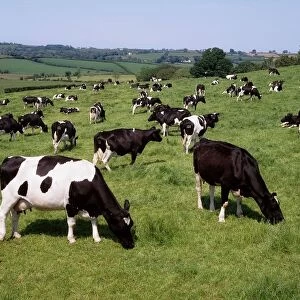 Ireland; Friesian Cattle
