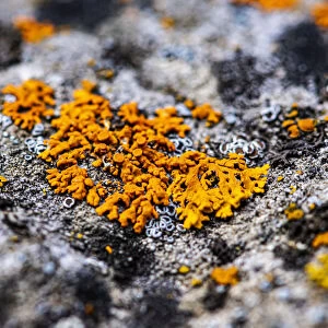 Lichen growing on rock