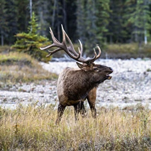 Majestic Bull Elk, Jasper National Park, Alberta, Canada