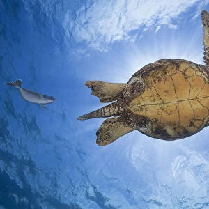 This Male Green Sea Turtle (Chelonia Mydas), An Endangered Species, Is Being Followed Closely By A Spotted Unicorn Fish (Naso Brevirostris); Hawaii, United States Of America
