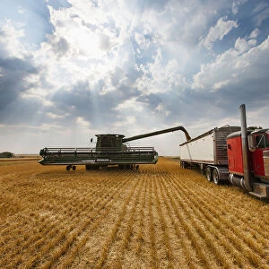 Paplow Harvesting Company Custom Combines A Wheat Field, Near Ray; North Dakota, United States Of America