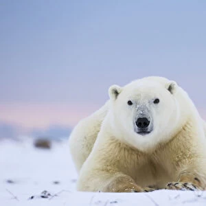 Polar Bear (Ursus Maritimus) Along The Hudson Bay Coastline Waiting For The Bay To Freeze Over; Churchill, Manitoba, Canada