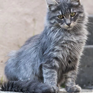 Portrait Of A Grey Cat Stands On A Step; Paphos, Cyprus