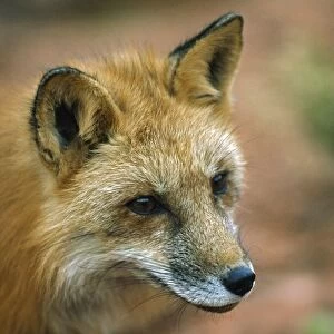 Red Fox (Vulpes Vulpes); Utah, Usa