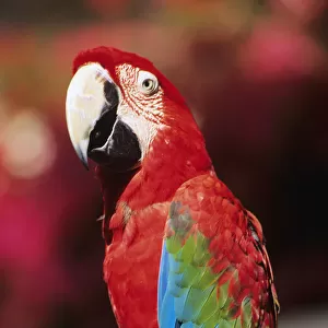 Red Macaw Parrot Closeup