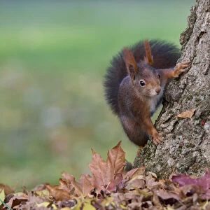 Red squirrel in autumn