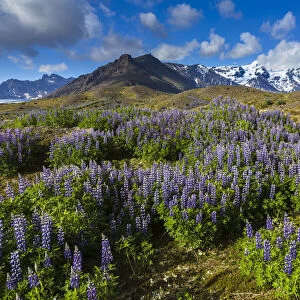 Scenic view of spring flowers with mountain in background, Svinafellsjokull, Skaftafell National Park, Iceland