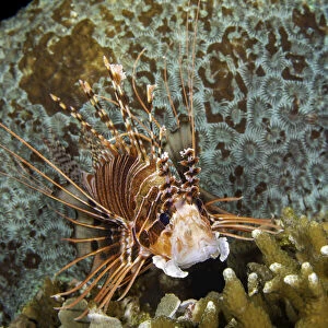 Spotfin Lionfish, Philippines