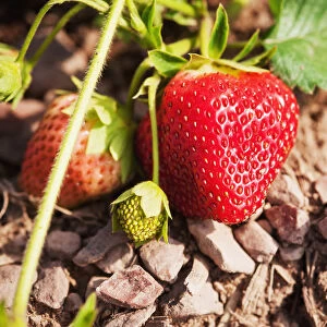 Strawberries On A Plant; Ringtown, Pennsylvania, United States Of America
