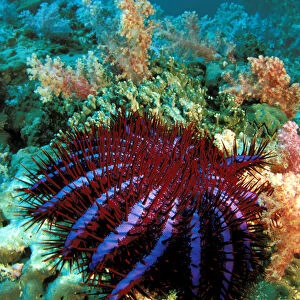 Thailand, Reef Scene With Crown-Of-Thorns Starfish (Acanthaster Planci)