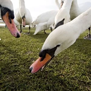 White Swans; Birds Eating