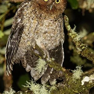 Bare-shanked Screech Owl (Megascops clarkii), Costa Rica