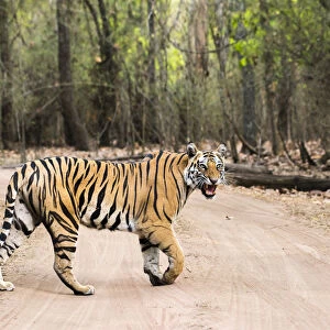 Bengal Tiger (Panthera tigris tigris) crossing track in sal forest, India