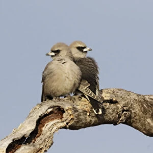 Black Faced Woodswallow
