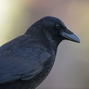 Carrion Crow (Corvus corone), North Rhine-Westphalia, Germany