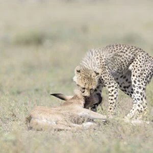 Cheetah (Acinonyx jubatus) cub killing a just by the mother hunted Blue Wildebeest