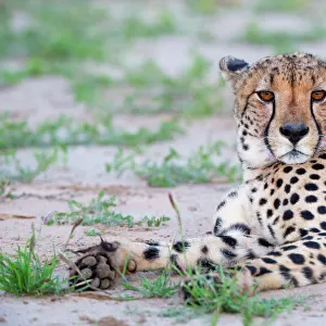Cheetah (Acinonyx jubatus) resting and looking at camera, Kgalagadi Transfrontier Park
