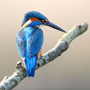 Common Kingfisher (Alcedo Atthis) male, perched on a branch, Wisentbos, Dronten, Flevoland, the Netherlands