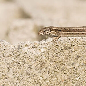 Common Wall Lizard (Podarcis muralis) basking on a wall, La Brenne, Indre, France