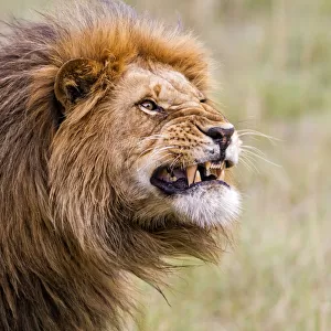 Lion (Panthera leo) shows his teeth, Masi Mara, Kenya
