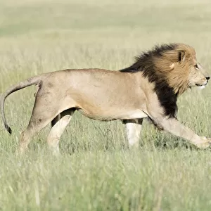 Male African Lion (Panthera leo) running on savanna, Masai Mara, Kenya