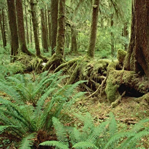 Nurse log stage five temperate rainforest, Olympic National Park, Washington